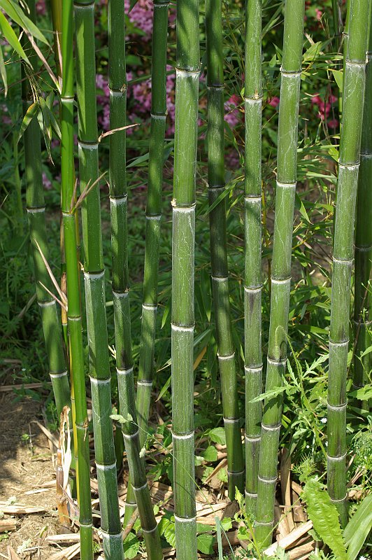 Phyllostachys praecox 5-2012